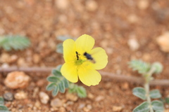 Tribulus terrestris
